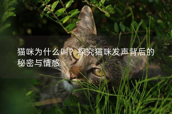 猫咪为什么叫？探究猫咪发声背后的秘密与情感