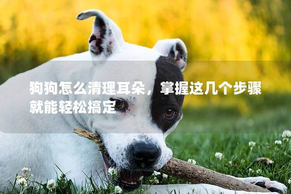 狗狗怎么清理耳朵，掌握这几个步骤就能轻松搞定