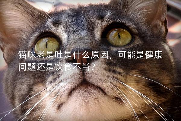 猫咪老是吐是什么原因，可能是健康问题还是饮食不当？
