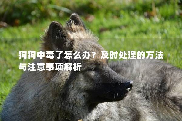 狗狗中毒了怎么办？及时处理的方法与注意事项解析