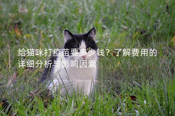 给猫咪打疫苗要多少钱？了解费用的详细分析与影响因素
