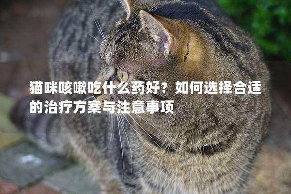 猫咪咳嗽吃什么药好？如何选择合适的治疗方案与注意事项