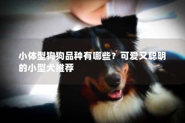 小体型狗狗品种有哪些？可爱又聪明的小型犬推荐