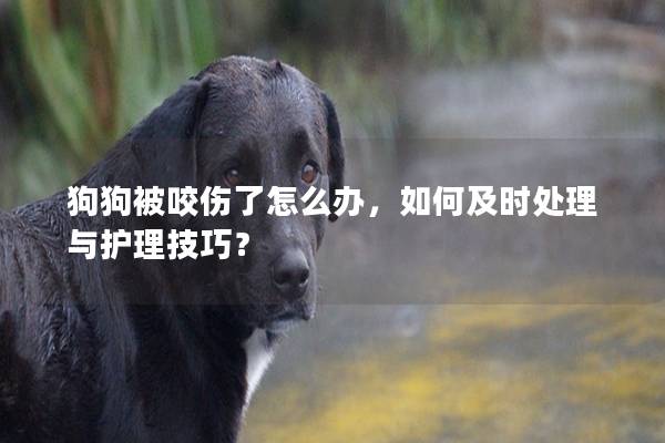 狗狗被咬伤了怎么办，如何及时处理与护理技巧？