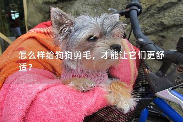 怎么样给狗狗剪毛，才能让它们更舒适？