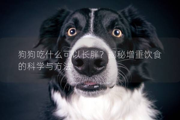 狗狗吃什么可以长胖？揭秘增重饮食的科学与方法