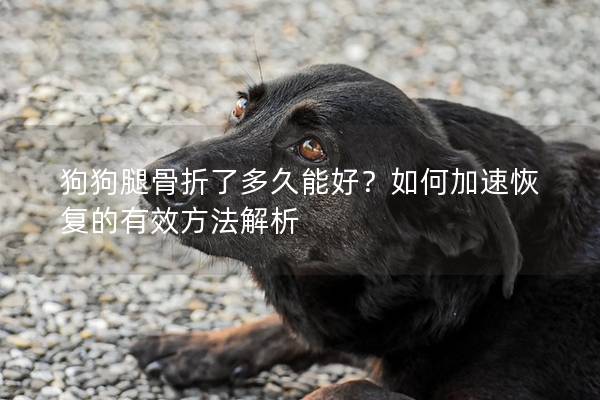 狗狗腿骨折了多久能好？如何加速恢复的有效方法解析