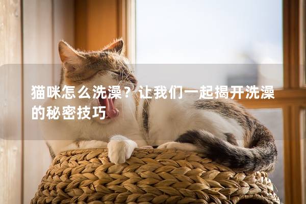 猫咪怎么洗澡？让我们一起揭开洗澡的秘密技巧