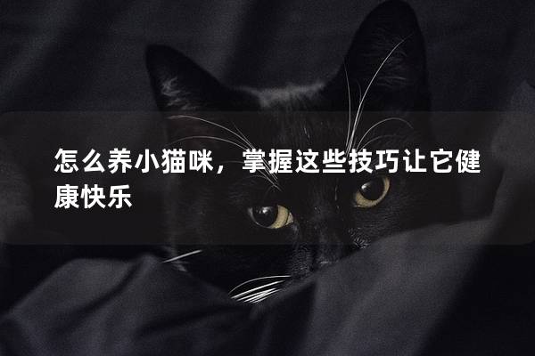 怎么养小猫咪，掌握这些技巧让它健康快乐