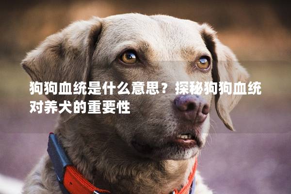 狗狗血统是什么意思？探秘狗狗血统对养犬的重要性