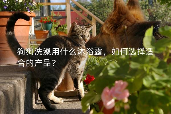 狗狗洗澡用什么沐浴露，如何选择适合的产品？