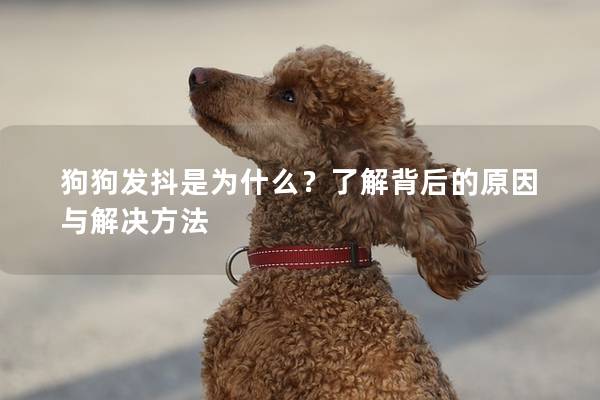 狗狗发抖是为什么？了解背后的原因与解决方法