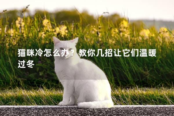 猫咪冷怎么办？教你几招让它们温暖过冬