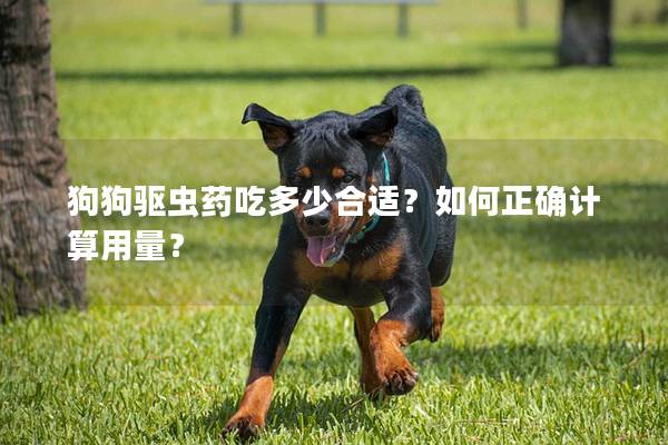 狗狗驱虫药吃多少合适？如何正确计算用量？