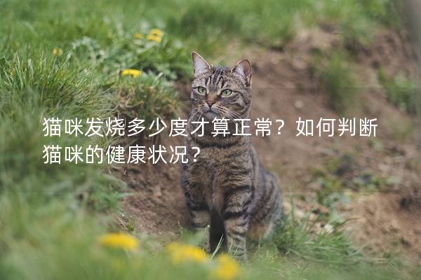 猫咪发烧多少度才算正常？如何判断猫咪的健康状况？