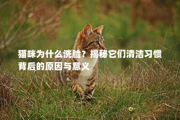 猫咪为什么洗脸？揭秘它们清洁习惯背后的原因与意义