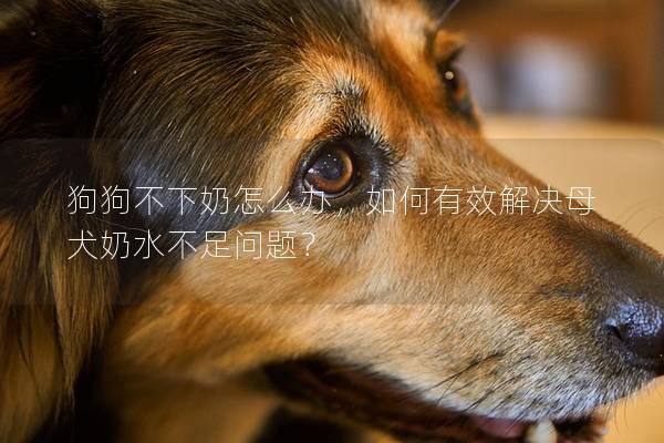 狗狗不下奶怎么办，如何有效解决母犬奶水不足问题？