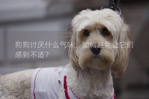 狗狗讨厌什么气味，如何避免让它们感到不适？