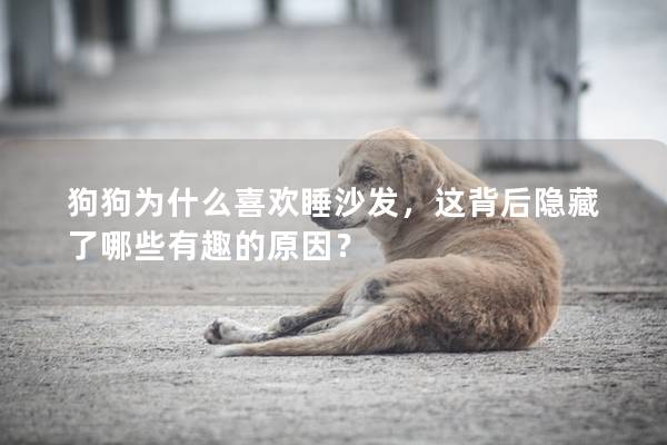 狗狗为什么喜欢睡沙发，这背后隐藏了哪些有趣的原因？
