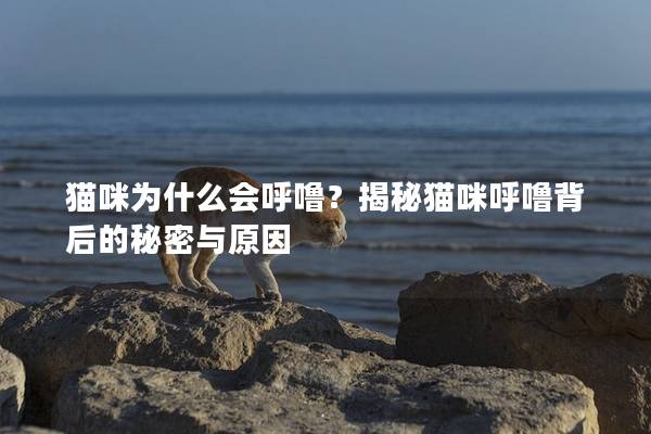 猫咪为什么会呼噜？揭秘猫咪呼噜背后的秘密与原因