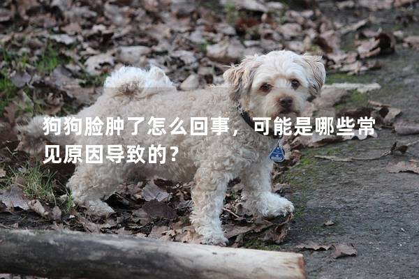 狗狗脸肿了怎么回事，可能是哪些常见原因导致的？