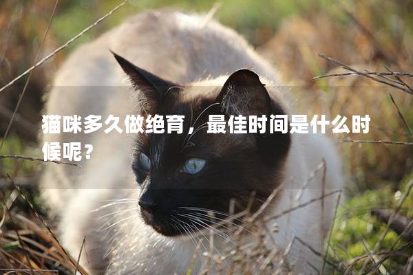 猫咪多久做绝育，最佳时间是什么时候呢？