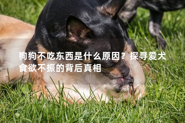 狗狗不吃东西是什么原因？探寻爱犬食欲不振的背后真相