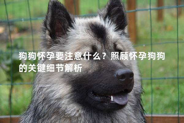 狗狗怀孕要注意什么？照顾怀孕狗狗的关键细节解析