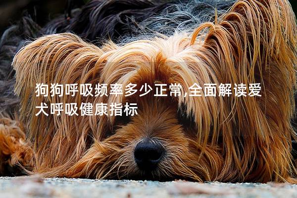 狗狗呼吸频率多少正常,全面解读爱犬呼吸健康指标
