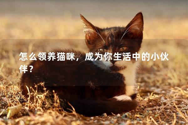 怎么领养猫咪，成为你生活中的小伙伴？