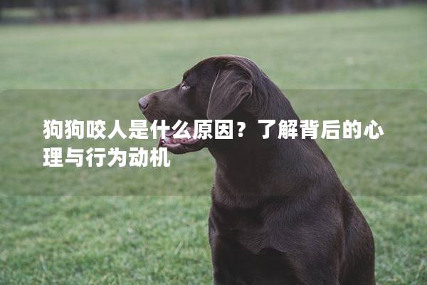 狗狗咬人是什么原因？了解背后的心理与行为动机