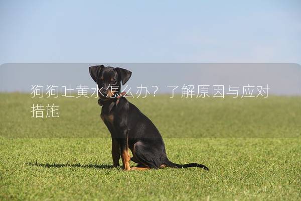狗狗吐黄水怎么办？了解原因与应对措施