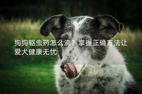 狗狗驱虫药怎么滴？掌握正确方法让爱犬健康无忧