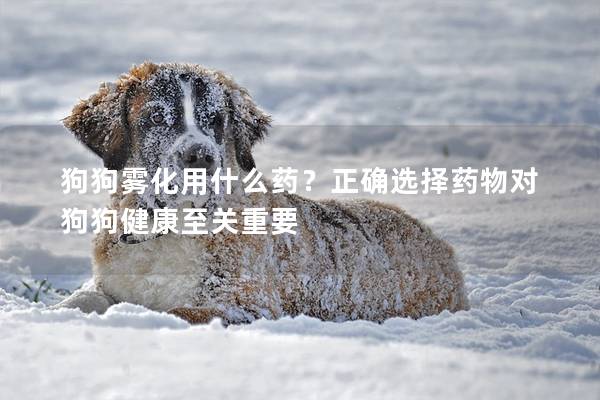 狗狗雾化用什么药？正确选择药物对狗狗健康至关重要