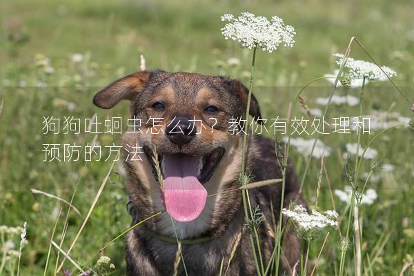 狗狗吐蛔虫怎么办？教你有效处理和预防的方法