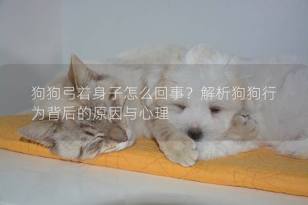 狗狗弓着身子怎么回事？解析狗狗行为背后的原因与心理