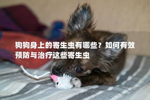 狗狗身上的寄生虫有哪些？如何有效预防与治疗这些寄生虫