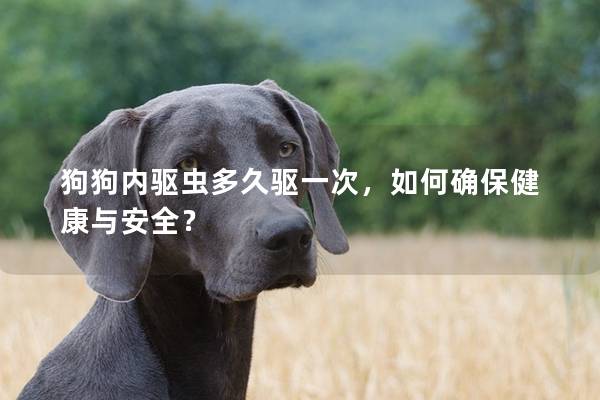 狗狗内驱虫多久驱一次，如何确保健康与安全？