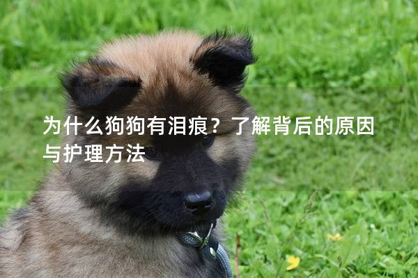 为什么狗狗有泪痕？了解背后的原因与护理方法