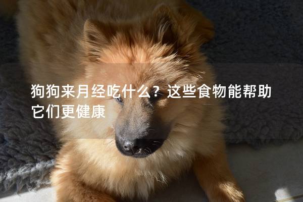 狗狗来月经吃什么？这些食物能帮助它们更健康