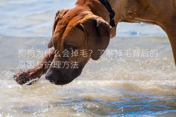 狗狗为什么会掉毛？了解掉毛背后的原因与护理方法