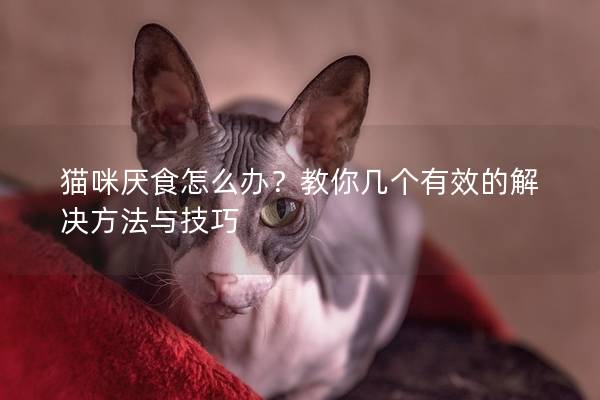猫咪厌食怎么办？教你几个有效的解决方法与技巧