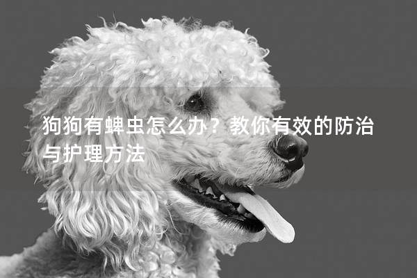 狗狗有蜱虫怎么办？教你有效的防治与护理方法