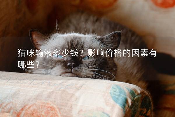 猫咪输液多少钱？影响价格的因素有哪些？
