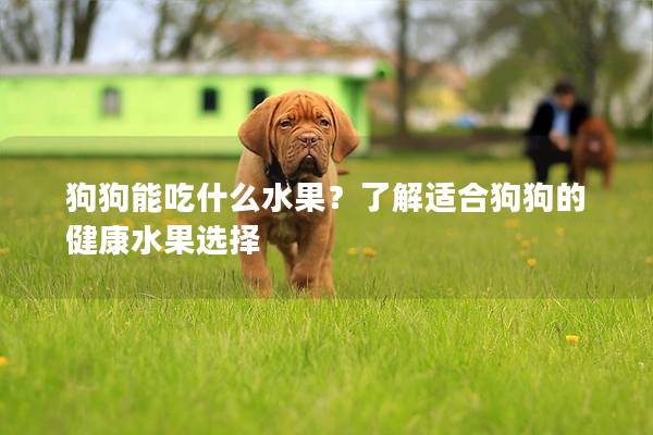 狗狗能吃什么水果？了解适合狗狗的健康水果选择