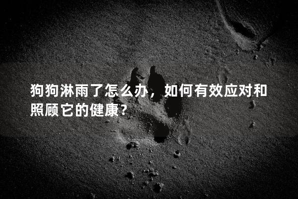 狗狗淋雨了怎么办，如何有效应对和照顾它的健康？