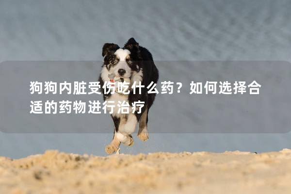 狗狗内脏受伤吃什么药？如何选择合适的药物进行治疗