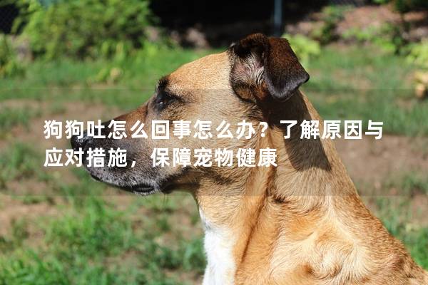 狗狗吐怎么回事怎么办？了解原因与应对措施，保障宠物健康