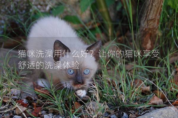 猫咪洗澡用什么好？让你的猫咪享受舒适的洗澡体验