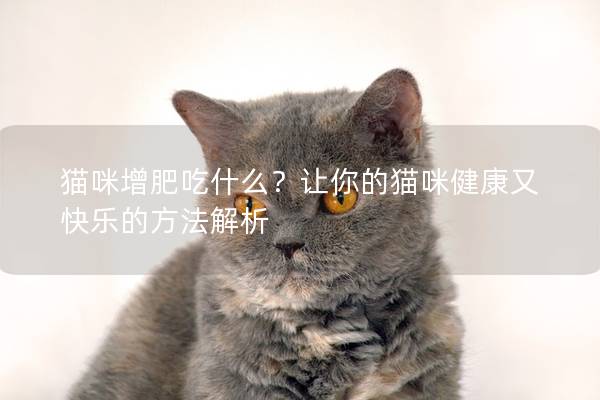 猫咪增肥吃什么？让你的猫咪健康又快乐的方法解析
